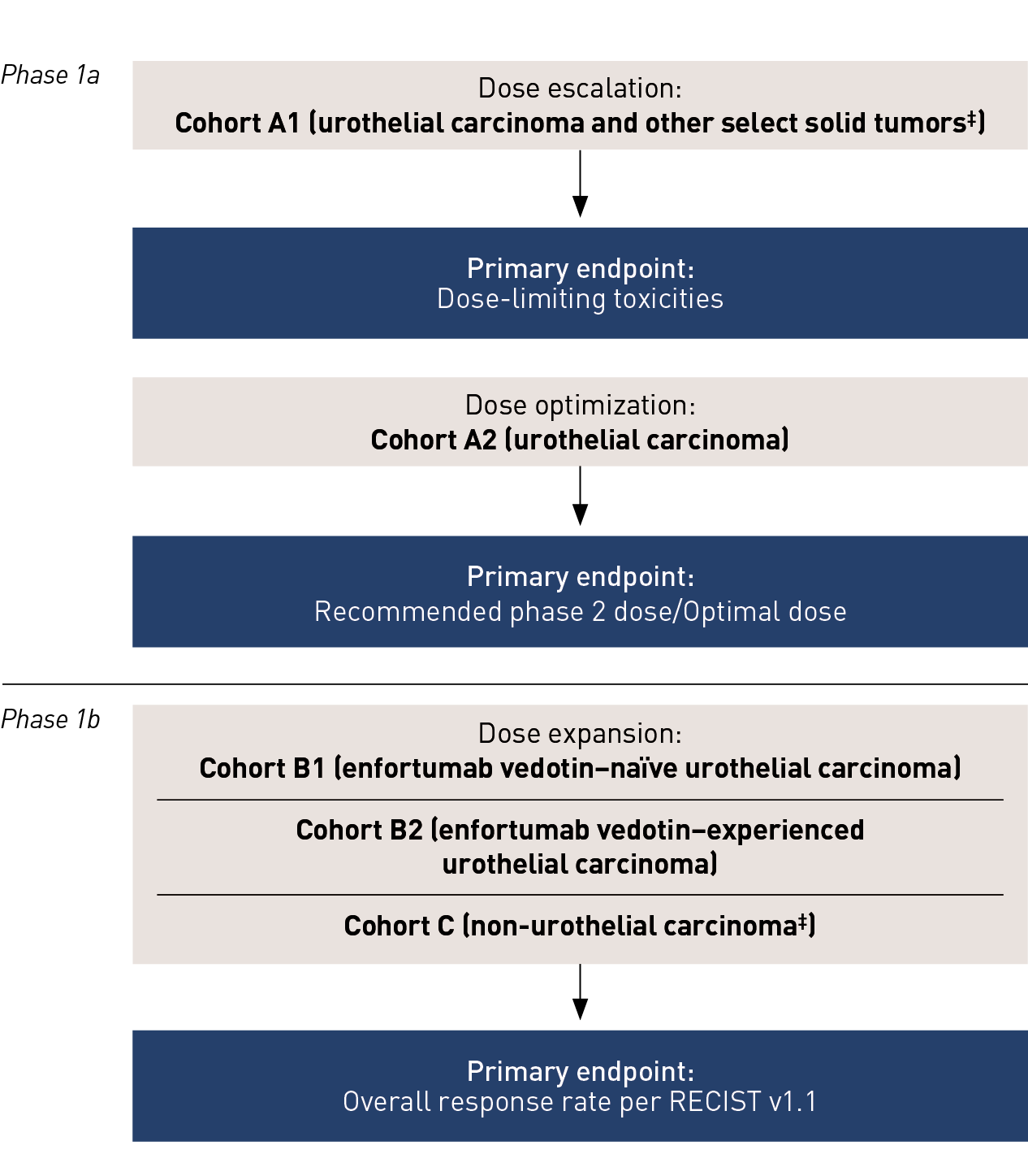 Nectin-4 LNC trial schema