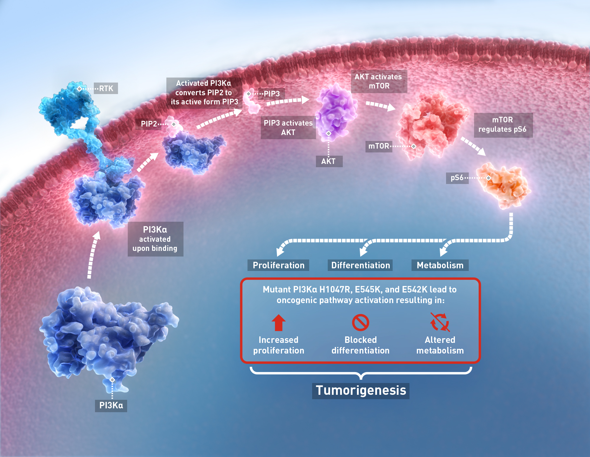 Next-Generation PI3Kα Inhibitor