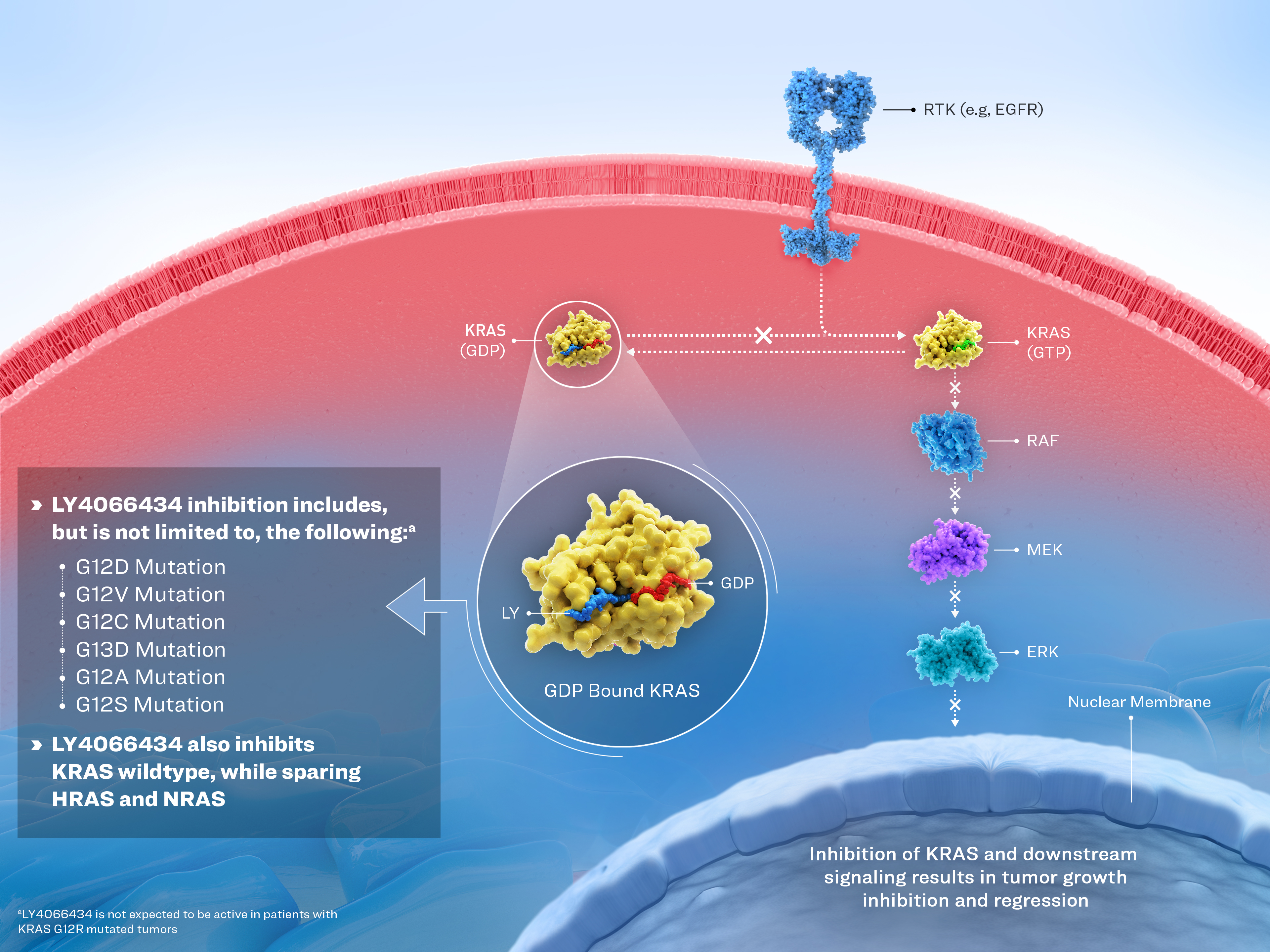 Pan-KRAS Inhibitor