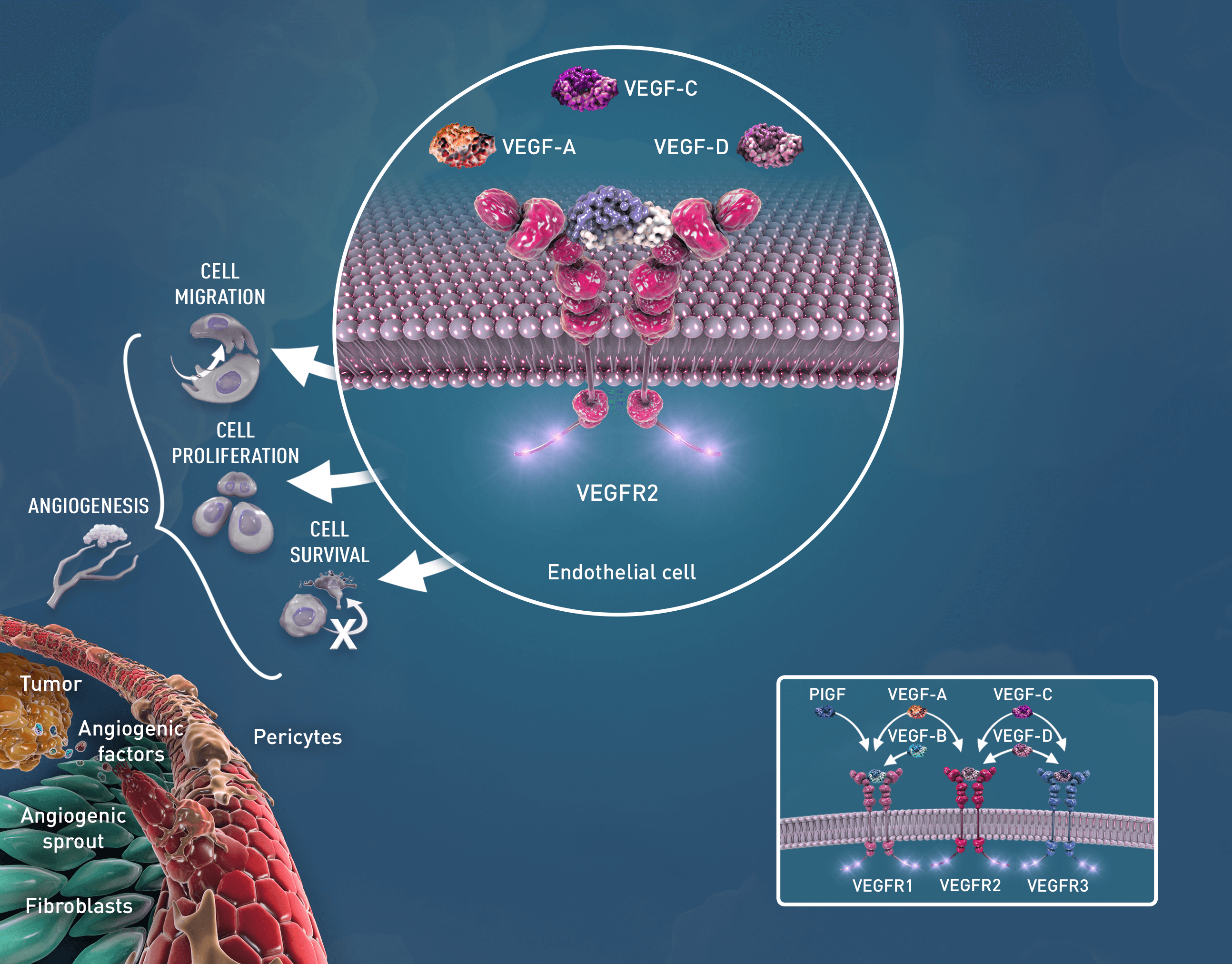 VEGF-Receptor-2-Antagonist